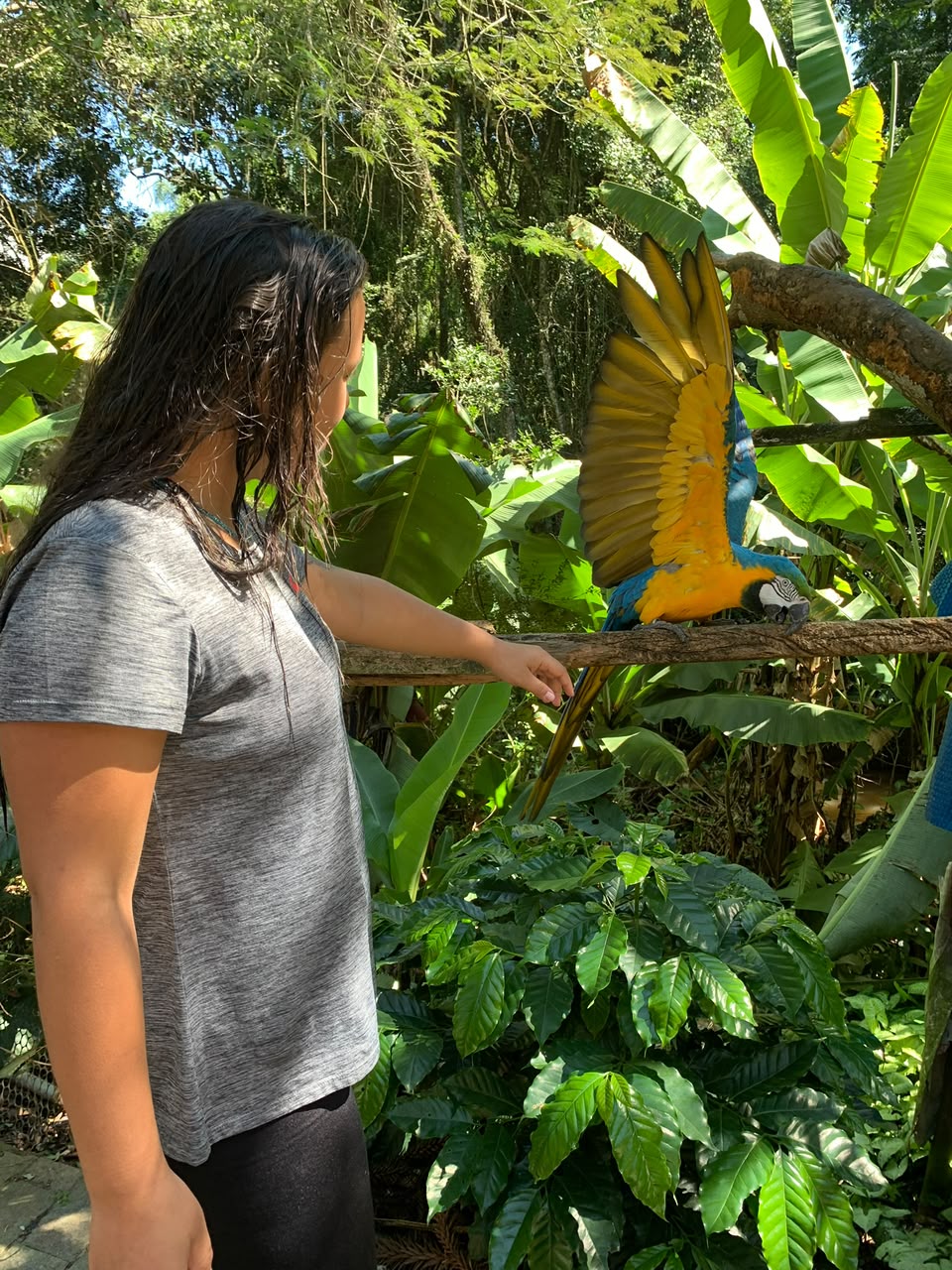 Arara em meio à natureza